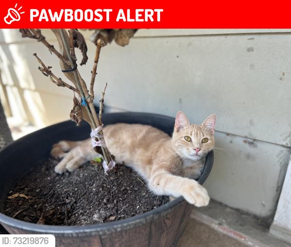 Lost Male Cat last seen Ronda rd, Dry Branch, WV, Kanawha County, WV 25134