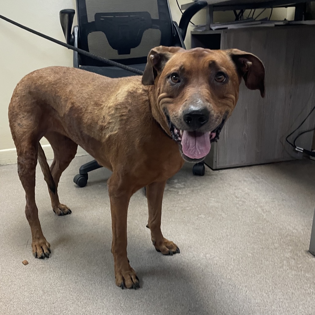 Shelter Stray Female Dog last seen , 361 S Raymond Ave, Pasadena, CA 91105, USA