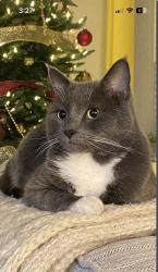 Lost Male Cat last seen Kits and Morrison, Johnstown, CO 80534