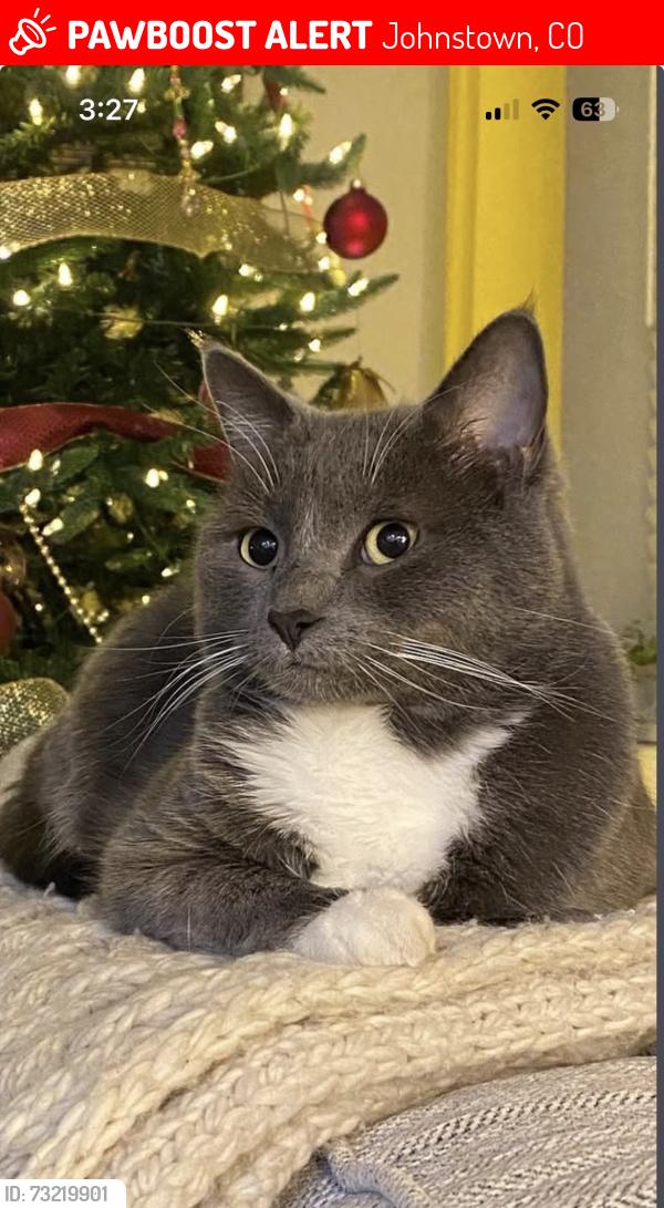 Lost Male Cat last seen Kits and Morrison, Johnstown, CO 80534