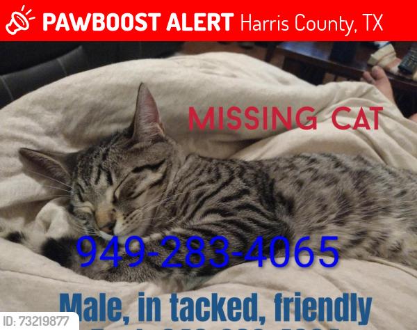 Lost Male Cat last seen Cascade Ridge, Katy, Harris County, TX 77450