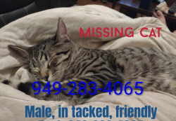 Lost Male Cat last seen Cascade Ridge, Katy, Harris County, TX 77450