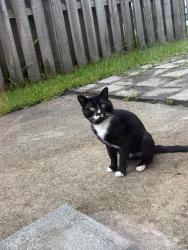 Found/Stray Unknown Cat last seen Foxfield & chipley, Wilmington, NC 28411
