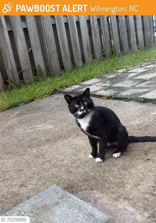 Found/Stray Unknown Cat last seen Foxfield & chipley, Wilmington, NC 28411