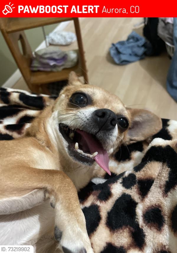 Lost Female Dog last seen Olathe way, Aurora, CO 80013