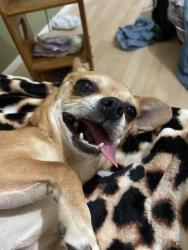Lost Female Dog last seen Olathe way, Aurora, CO 80013