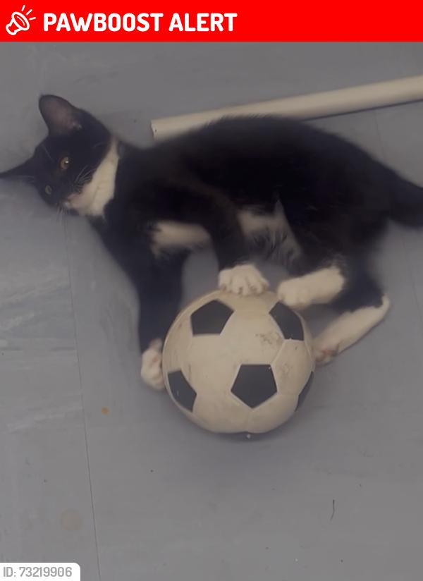 Lost Female Cat last seen Football pitch, Nine Elms, England SW8 4DZ