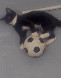 Lost Female Cat last seen Football pitch, Nine Elms, England SW8 4DZ