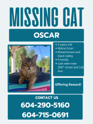 Lost Male Cat last seen Near cliff park and kanaka creek park, Maple Ridge, BC V4R 1Z6