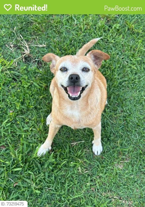 Reunited Female Dog last seen SW 318TH TER, hmstd, FL, Homestead, FL 33030