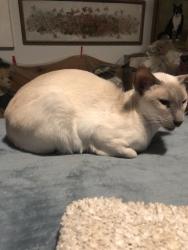 Lost Female Cat last seen Whyte Park, Walnut Creek, CA 94595