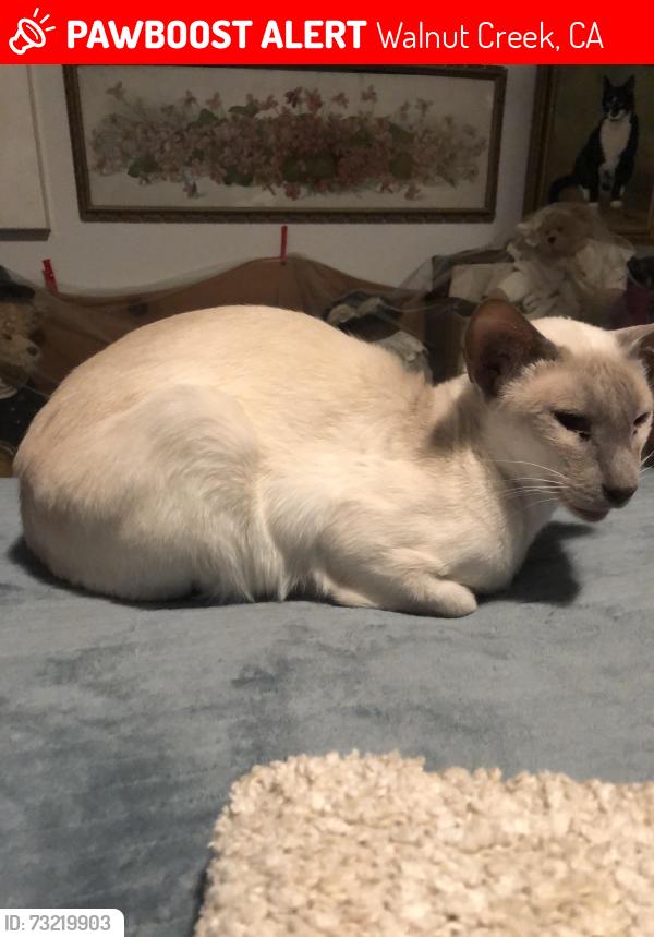 Lost Female Cat last seen Whyte Park, Walnut Creek, CA 94595