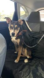 Found/Stray Female Dog last seen Near west ln, Stockton, CA, Stockton, CA 95210