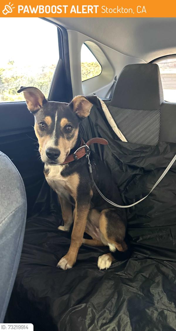 Found/Stray Female Dog last seen Near west ln, Stockton, CA, Stockton, CA 95210