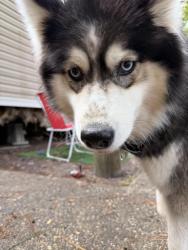 Lost Male Dog last seen Beginning of terry lane, Jacksonville, NC 28546
