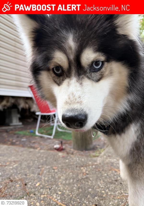 Lost Male Dog last seen Beginning of terry lane, Jacksonville, NC 28546
