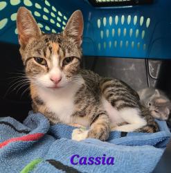 Shelter Stray Female Cat last seen Where found, 601 N Charles St, Portland, IN 47371, USA