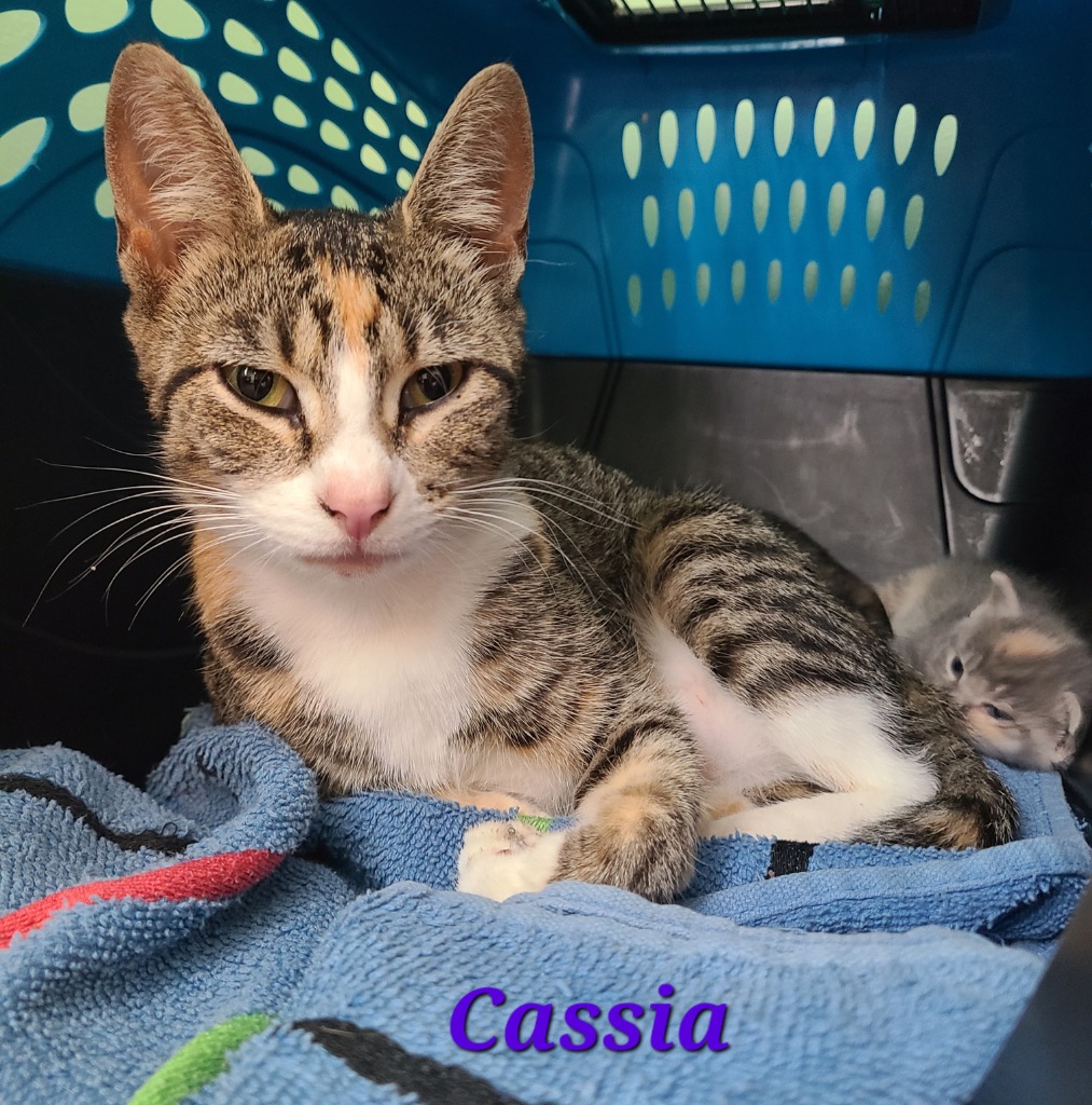 Shelter Stray Female Cat last seen Where found, 601 N Charles St, Portland, IN 47371, USA