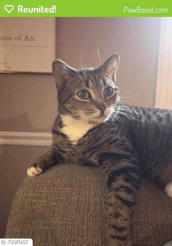 Reunited Male Cat last seen Intersection of Cottage Place and Cotswold Terrace, Greensboro, NC 27455