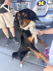 Found/Stray Male Dog last seen Ann Road & Ferrell St, North Las Vegas, NV 89031