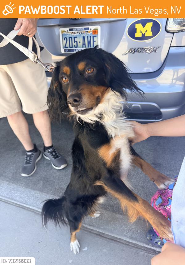 Found/Stray Male Dog last seen Ann Road & Ferrell St, North Las Vegas, NV 89031