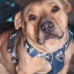 Lost Female Dog last seen Recycling center on d Street in Victorville, Victorville, CA 92307