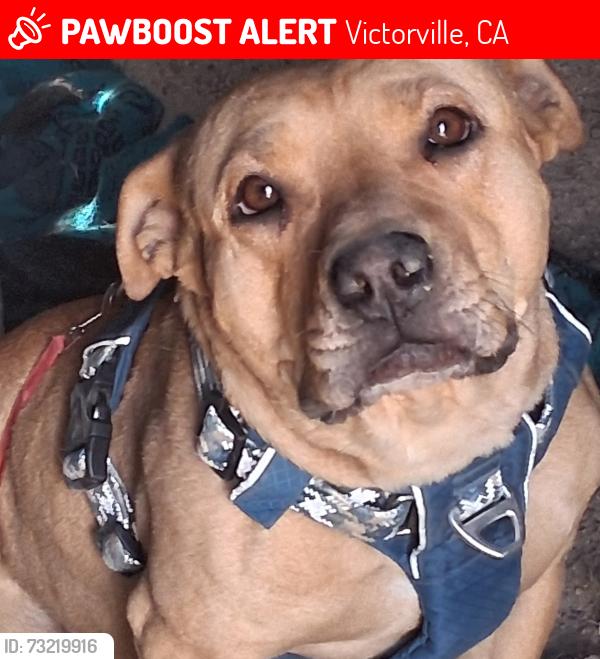 Lost Female Dog last seen Recycling center on d Street in Victorville, Victorville, CA 92307
