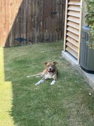 Found/Stray Male Dog last seen Rowlett, Tx. On Burgundy Trl, Rowlett, TX 75088