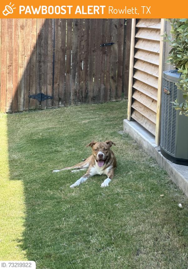 Found/Stray Male Dog last seen Rowlett, Tx. On Burgundy Trl, Rowlett, TX 75088
