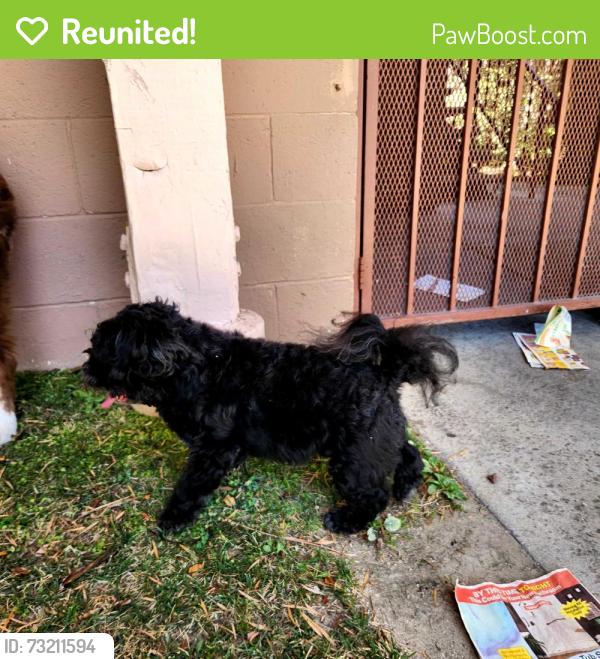 Reunited Male Dog last seen PCH and Cherry Ave, Long Beach, CA 90807