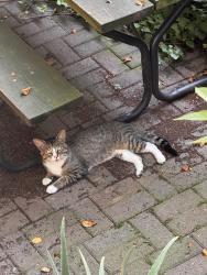 Found/Stray Unknown Cat last seen potomac and damen, Chicago, IL 60622