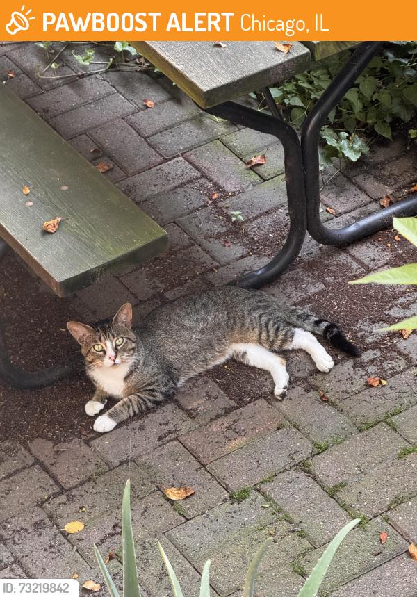 Found/Stray Unknown Cat last seen potomac and damen, Chicago, IL 60622