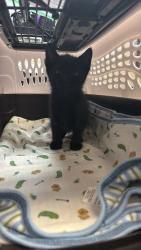 Shelter Stray Female Cat last seen Bexar County, 3353 Morningside Dr, New Braunfels, TX 78132, USA