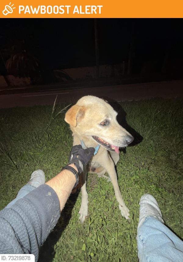 Found/Stray Female Dog last seen Coralreef highschool, Miami-Dade County, FL 33176