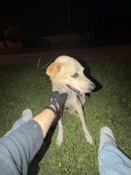 Found/Stray Female Dog last seen Coralreef highschool, Miami-Dade County, FL 33176