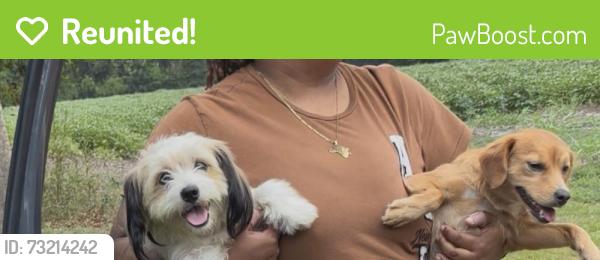 Reunited Unknown Dog last seen Housing authority Olanta sc, Olanta, SC 29114