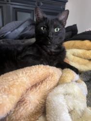 Reunited Male Cat last seen Near Summerland Dr, Henderson, NV 89002, USA, Henderson, NV 89002