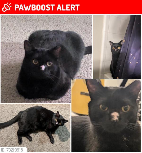 Lost Male Cat last seen Beaver Lake, Washington County, AR 72764