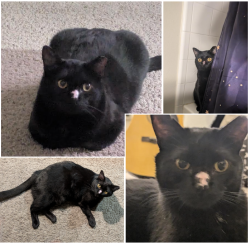 Lost Male Cat last seen Beaver Lake, Washington County, AR 72764
