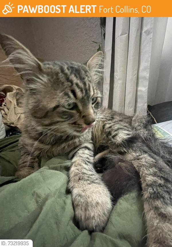 Found/Stray Unknown Cat last seen Fairview/Springfield, Fort Collins, CO 80521
