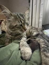 Found/Stray Unknown Cat last seen Fairview/Springfield, Fort Collins, CO 80521