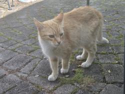 Reunited Male Cat last seen East Lake Rd, Canandaigua NY 14424, Canandaigua, NY 14424