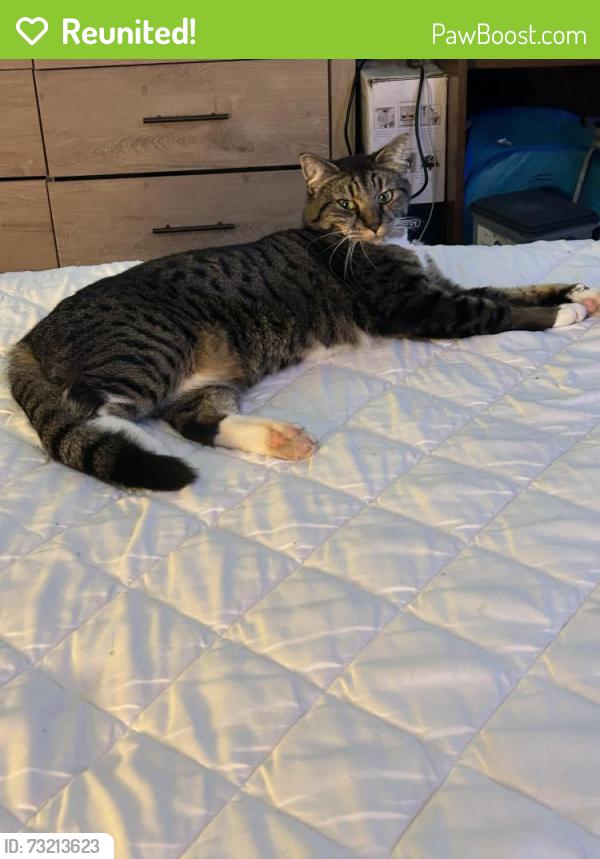 Reunited Male Cat last seen Port Angeles Library, Port Angeles, WA 98362
