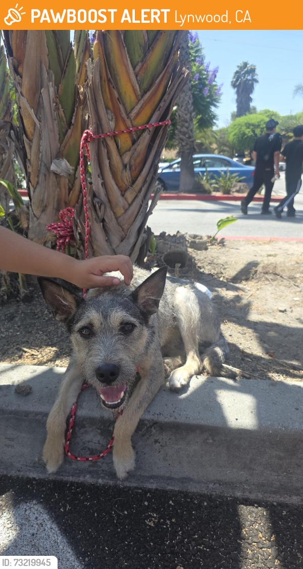Found/Stray Male Dog last seen State st and fernwood ave, Lynwood, CA 90262