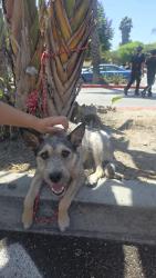 Found/Stray Male Dog last seen State st and fernwood ave, Lynwood, CA 90262