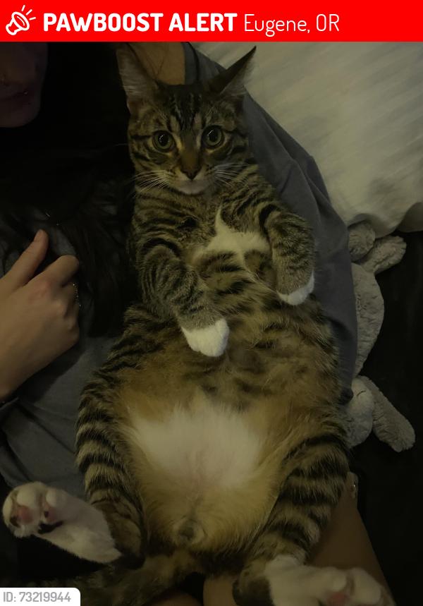 Lost Male Cat last seen Stadium Park, Eugene, OR 97401