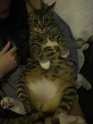 Lost Male Cat last seen Stadium Park, Eugene, OR 97401
