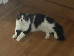 Found/Stray Unknown Cat last seen Catharine St, Philadelphia, PA 19146