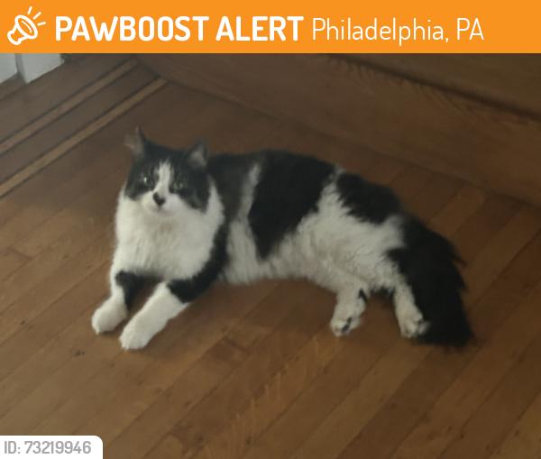 Found/Stray Unknown Cat last seen Catharine St, Philadelphia, PA 19146