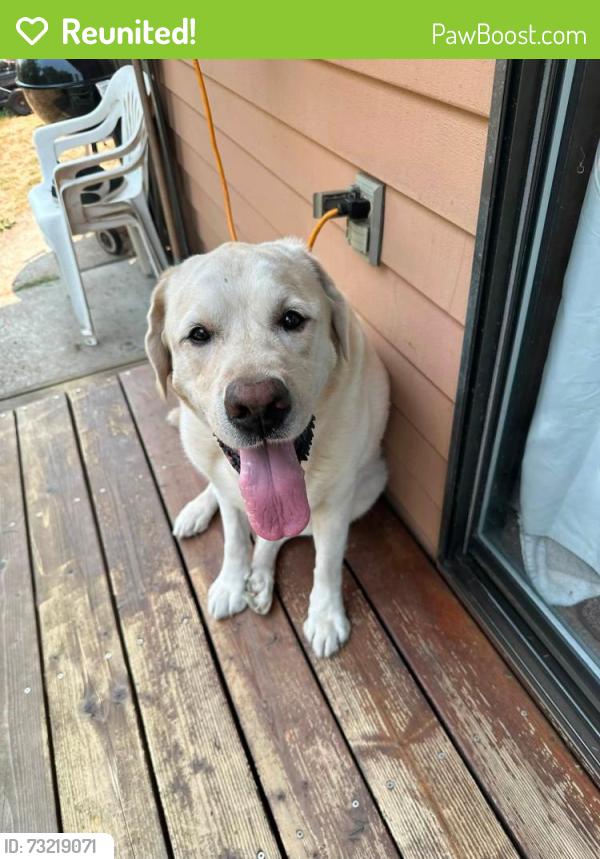 Reunited Male Dog last seen SW ann St and SW 121st ave tigard oregon, Tigard, OR 97223